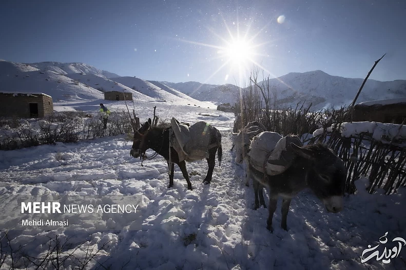(تصاویر) عملیات نجات چوپانان از دل کوه&zwnj;های برفی زنجان